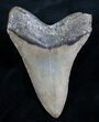 Nicely Shaped Megalodon Shark Tooth #7947-2